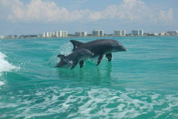 Wild dolphin in the sea of Destin