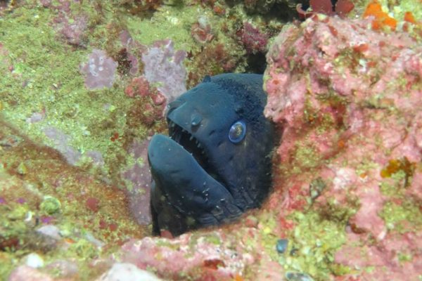 233-easydivers-peces-albufeira-1575396997