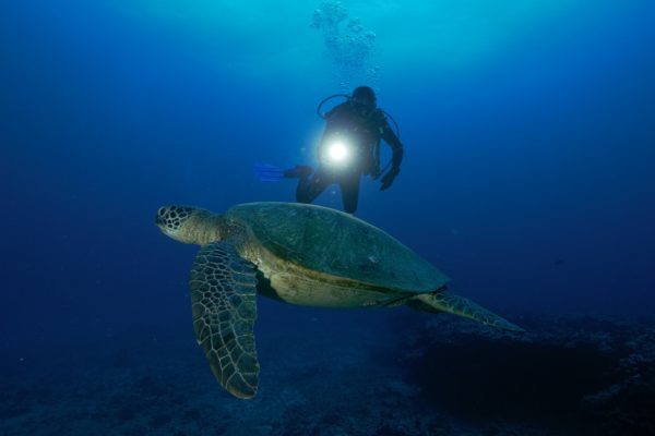 23339-night-dive-in-honolulu-1700498230