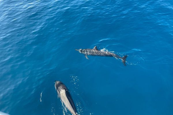 23427-honolulu-dolphin-boat-trip-1700502843