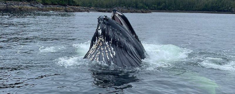 23507-humpback-whales-alaska-1700505462