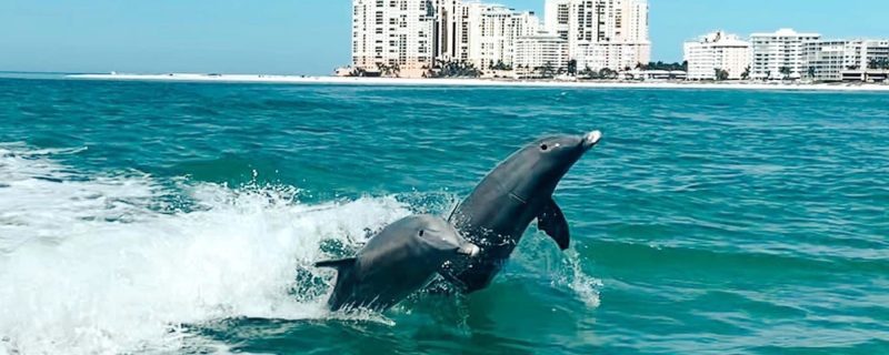 23706-dolphin-tour-1700855653