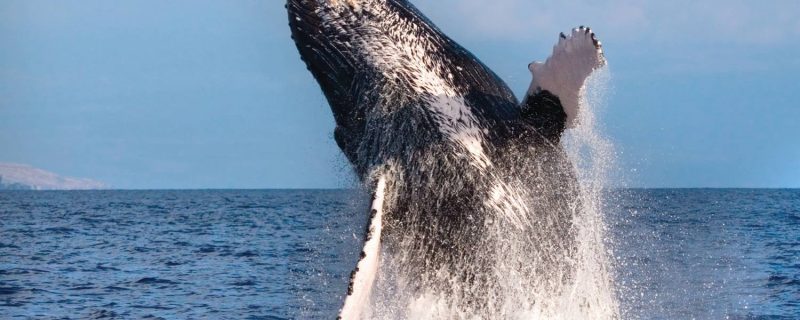 24211-catamarán-avistamiento-de-ballenas-en-kona-1701625763