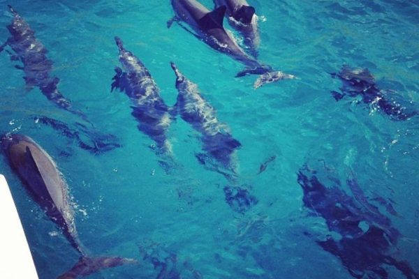 24212-tour-para-avistamiento-de-delfines-kona-1701625763