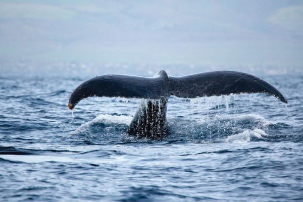 Whale tale above the surface of the ocean in Waikiki