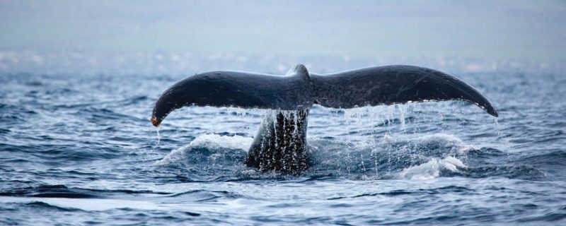 Whale tale above the surface of the ocean in Waikiki