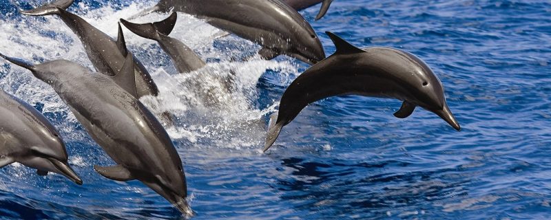 Wild dolphins in waianae