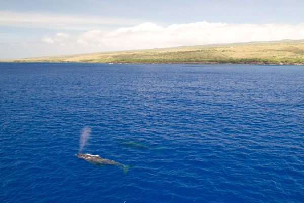 24286-waianae-boat-trip-1701701494