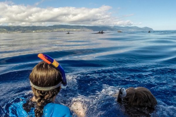 Swim with Dolphins in São Miguel