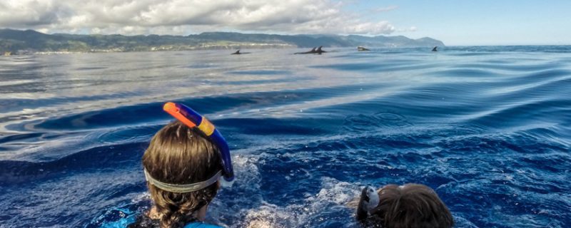 Swim with Dolphins in São Miguel