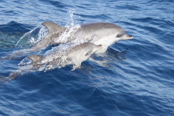 3935-dolphins-in-lanzarote-1575398731