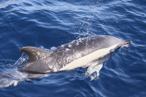 3937-hoes-voor-dolfijnenspotten-op-lanzarote-1575398732