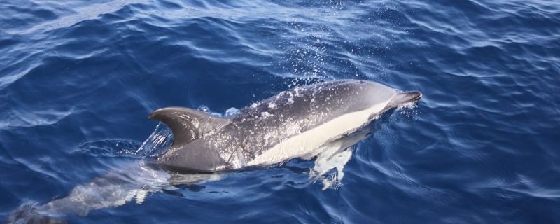 3937-hoes-voor-dolfijnenspotten-op-lanzarote-1575398732