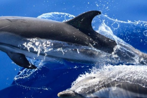 3942-dolfijnen-1575398735