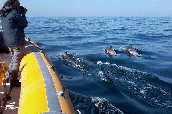 Dolphins next to a boat in Sesimbra