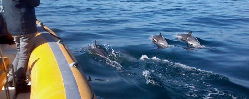 Dolphins next to a boat in Sesimbra