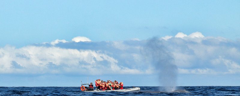 4177-cover-for-whale-and-dolphin-watching-on-pico-1575398824