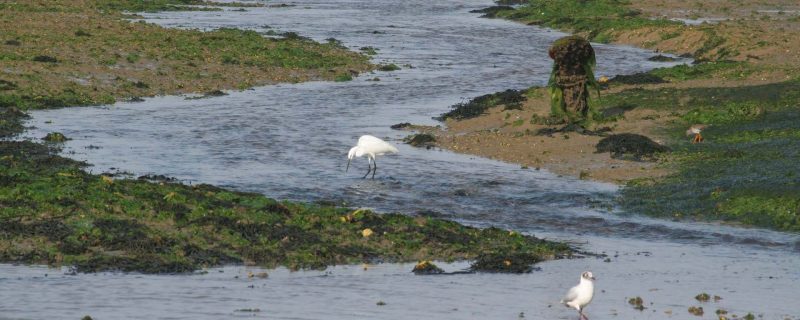 4444-ria-formosa-birding-1575398930