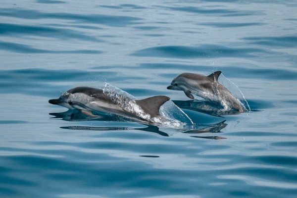 Wild dolphins in albufeira
