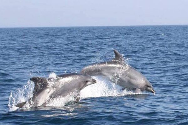 6127-dolfijnen-en-grotten-cruise-in-albufeira-1600940061