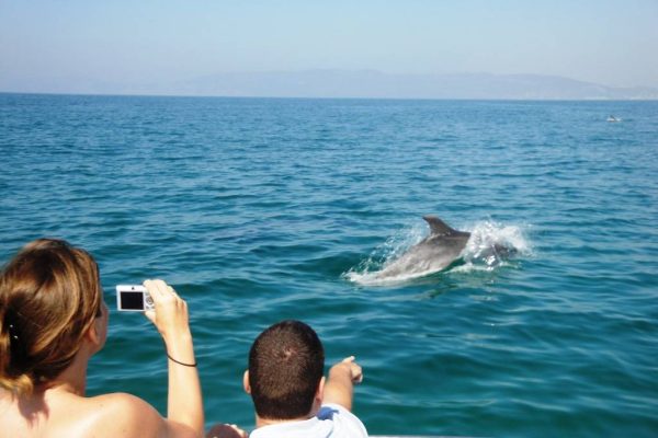 Dolphins in Ria Formosa