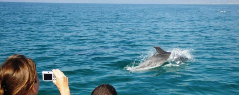 Dolphins in Ria Formosa