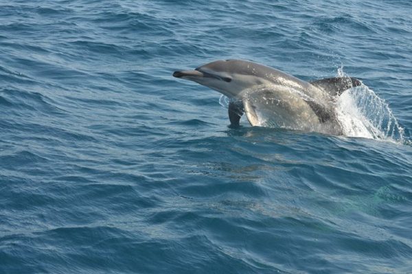 6156-bewonder-wilde-dolfijnen-1601652890