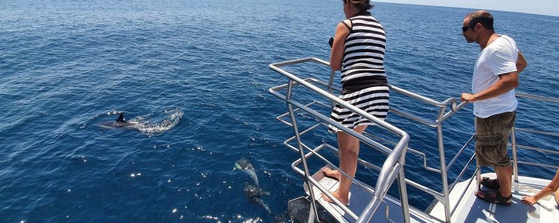6400-it-s-a-magical-experience-to-watch-wild-dolphins-in-lagos-1606561291