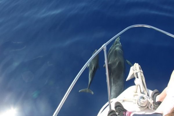 Dolphins swimming right next to a sailing yacht, viewed from above.