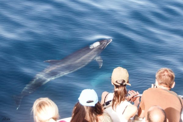 807-orca-watching-tarifa-1575397309