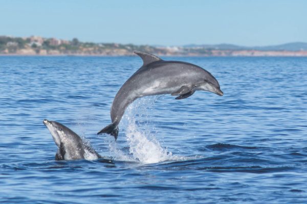 Wilde Große Tümmler an der Algarve