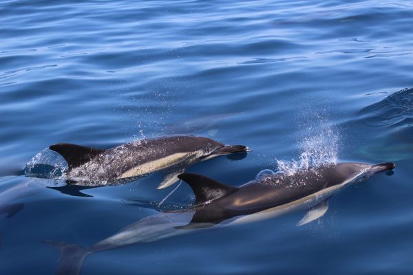 Dolphins Lagos 1
