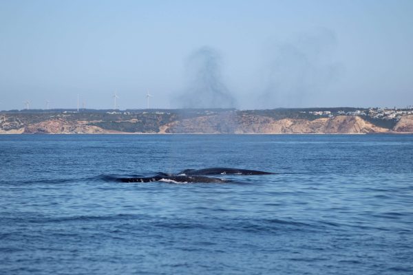 Dolphins Lagos 2