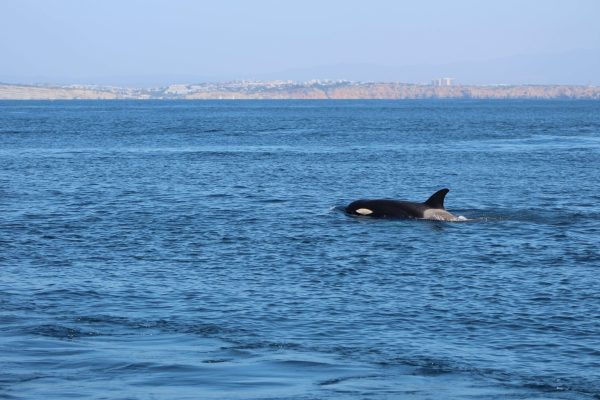 Dolphins Lagos 3