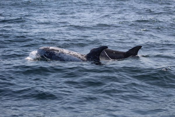 Dolphins Lagos 5