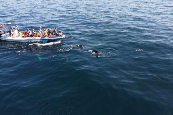 Dolphins Lagos 7