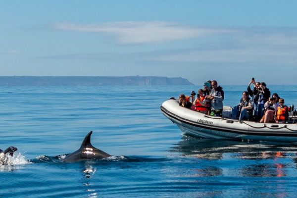 Dolphins boat tour in Lisbon