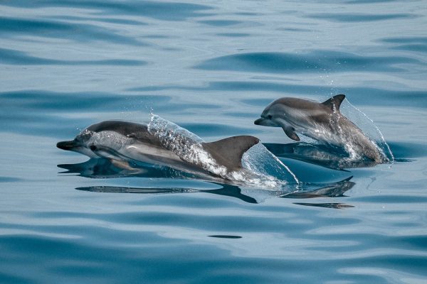 Fuengirola Nautic dolphins 1