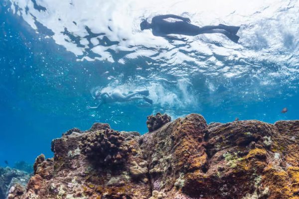 Snorkel at Kealakekua Bay 1