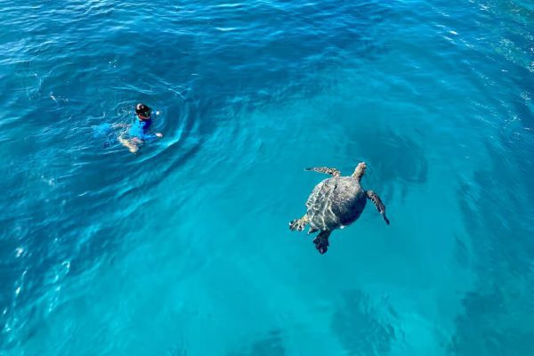 Mergulhar com tartarugas em Waikiki