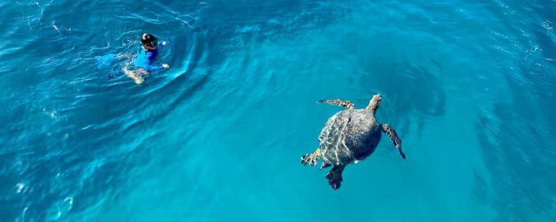 Mergulhar com tartarugas em Waikiki