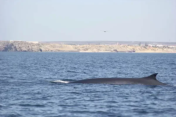 Walvissen spotten in Sagres 10