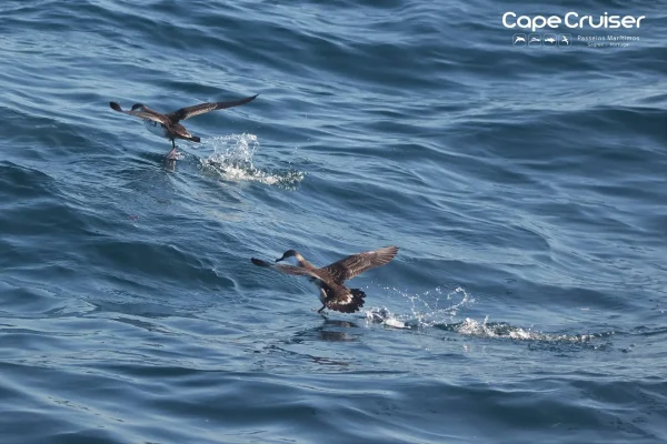 Walvis spotten in Sagres 5