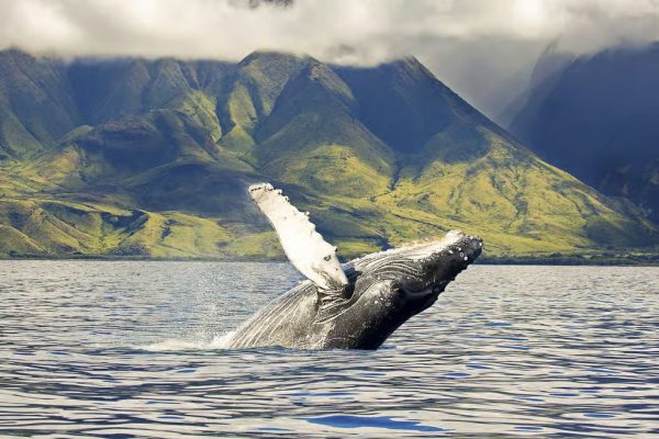 Humpback whale breaching the water surface near the West Oahu coastline during a boat tour.