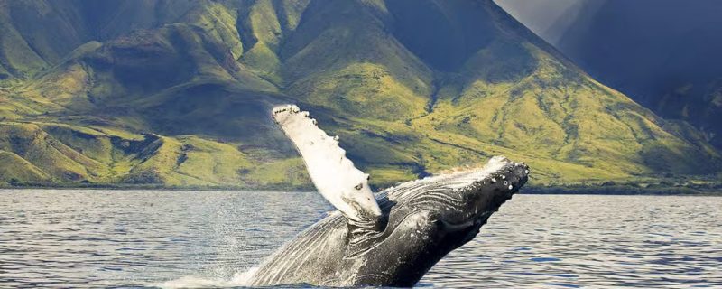 Humpback whale breaching the water surface near the West Oahu coastline during a boat tour.