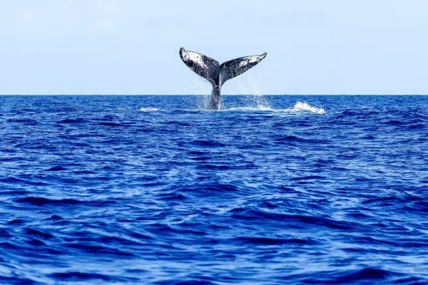 Whales Waianae 4