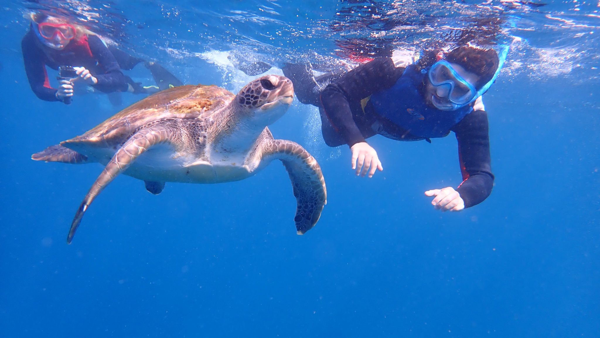 CÂMARA DIGITAL OLYMPUS snorkeling com tartarugas em Los Cristianos